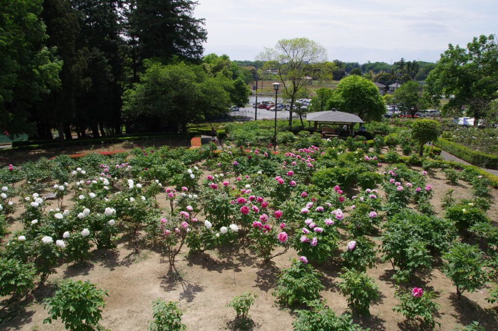 20230423_東松山ぼたん園_春牡丹６