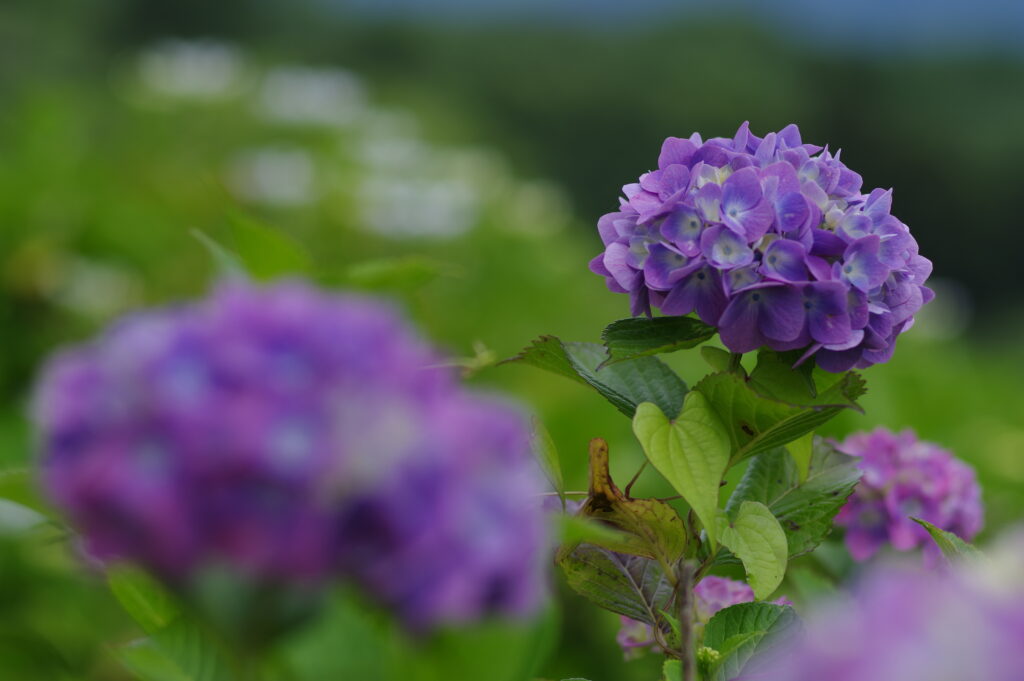 20230618_美の山公園_紫陽花１