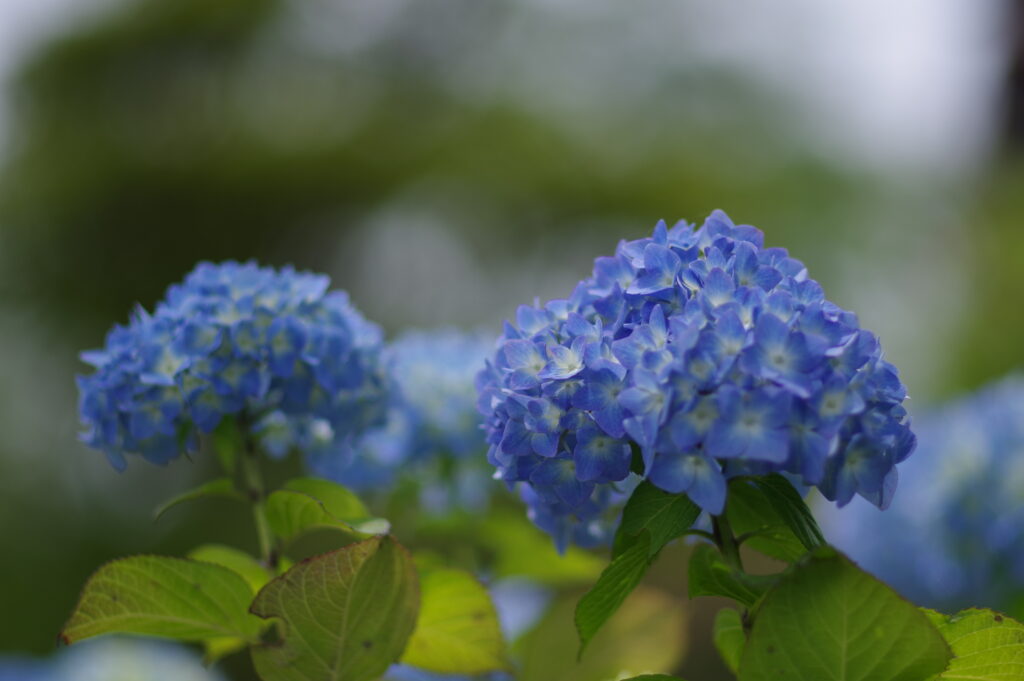 20230618_美の山公園_紫陽花２