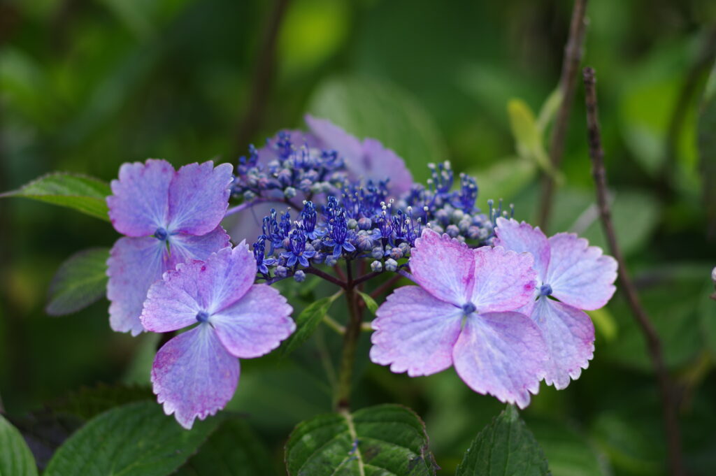 20230618_美の山公園_紫陽花３