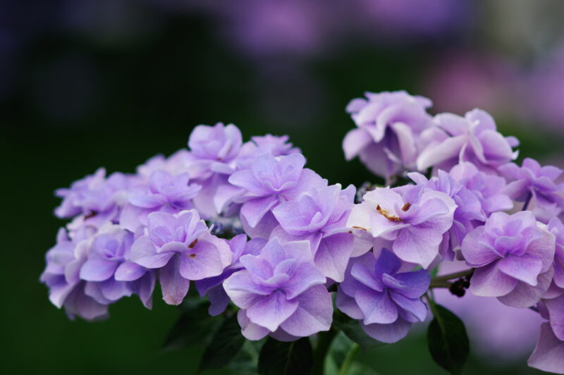 20230624_県営権現堂公園_紫陽花１