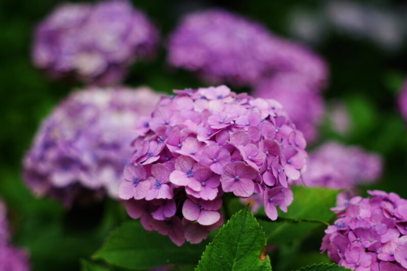 20230624_県営権現堂公園_紫陽花２