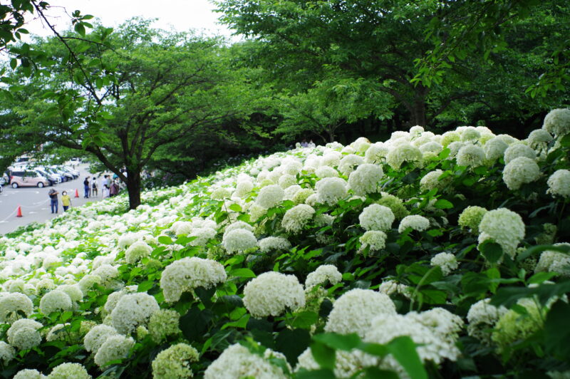 20230624_県営権現堂公園_紫陽花５