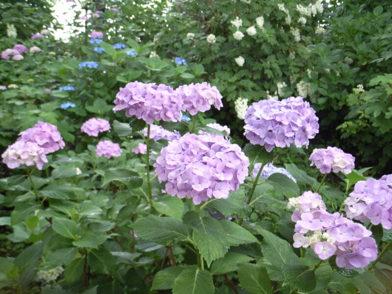 20230611_県営権現堂公園_紫陽花３