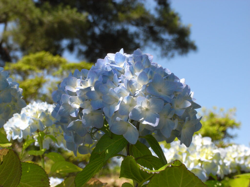 20230617_美の山公園_紫陽花２