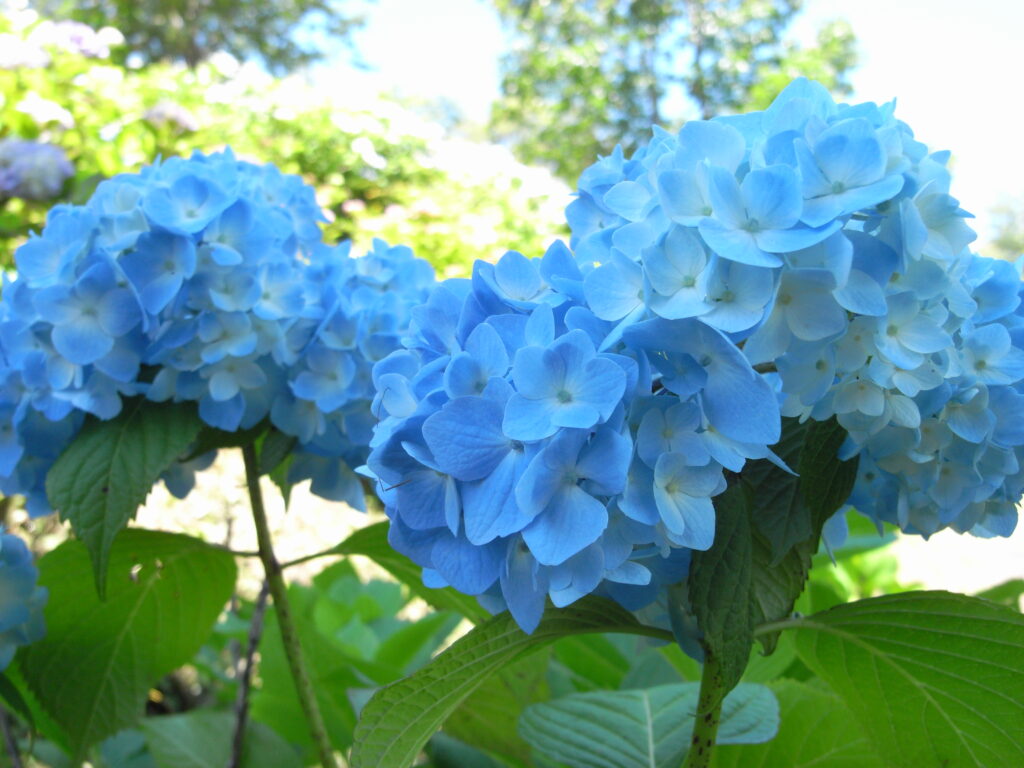 20230617_美の山公園_紫陽花４