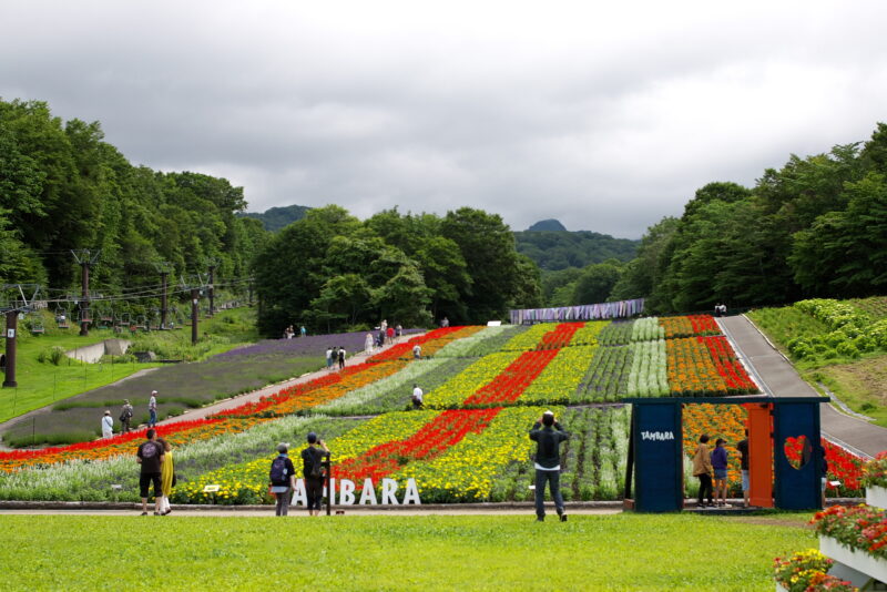 20240721_1_たんばらラベンダーパーク_色々な花