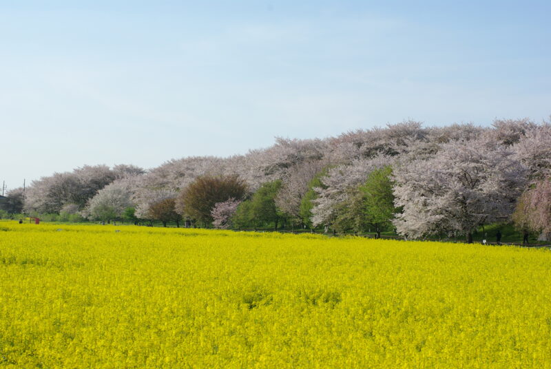 20240413_1_幸手権現堂_桜＆菜の花