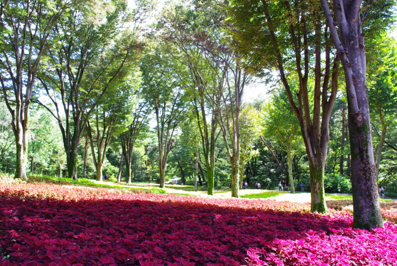 20230924_4_国営武蔵丘陵森林公園_コリウス