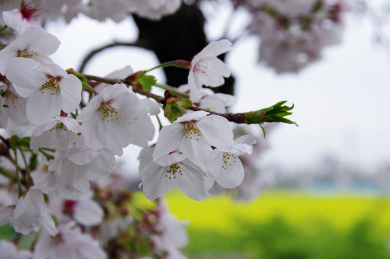 20240406_3_幸手権現堂_桜＆菜の花