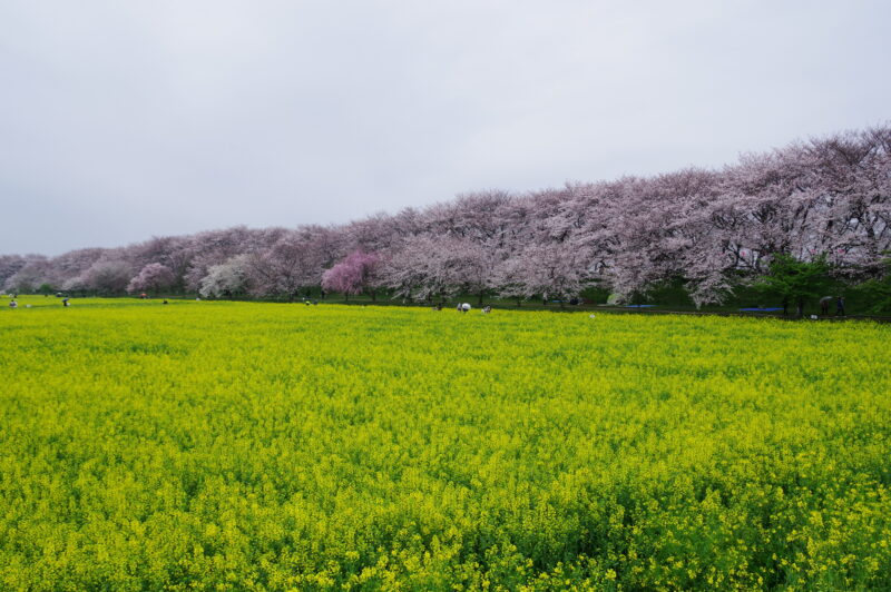 20240406_4_幸手権現堂_桜＆菜の花