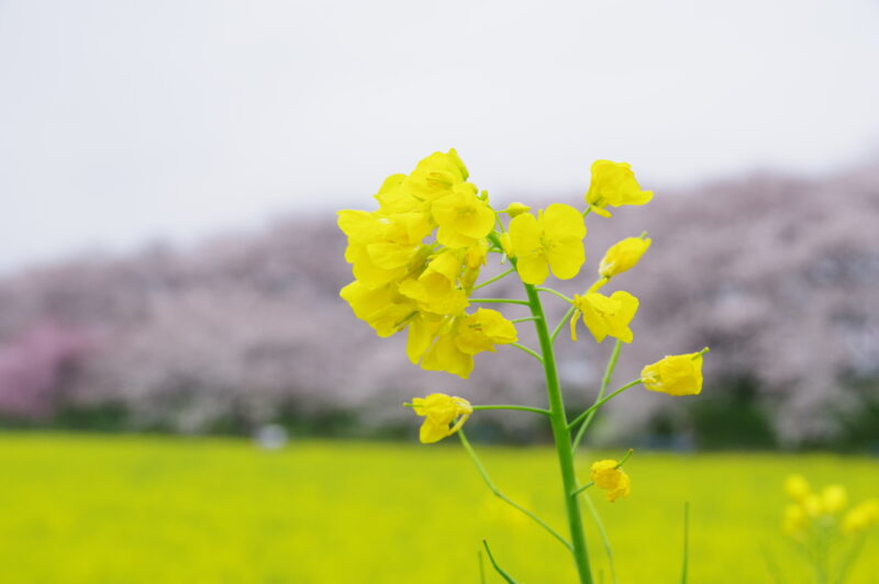 20240406_5_幸手権現堂_桜＆菜の花