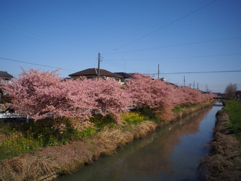 20240314_1_青毛堀川_河津桜