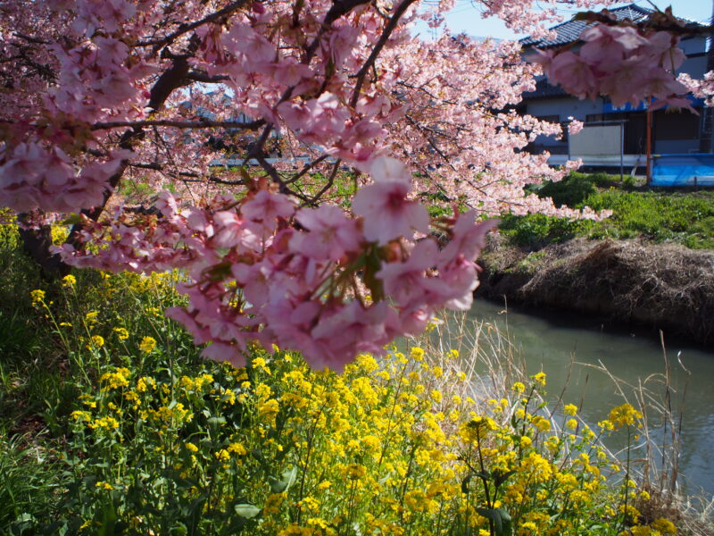 20240314_3_青毛堀川_河津桜