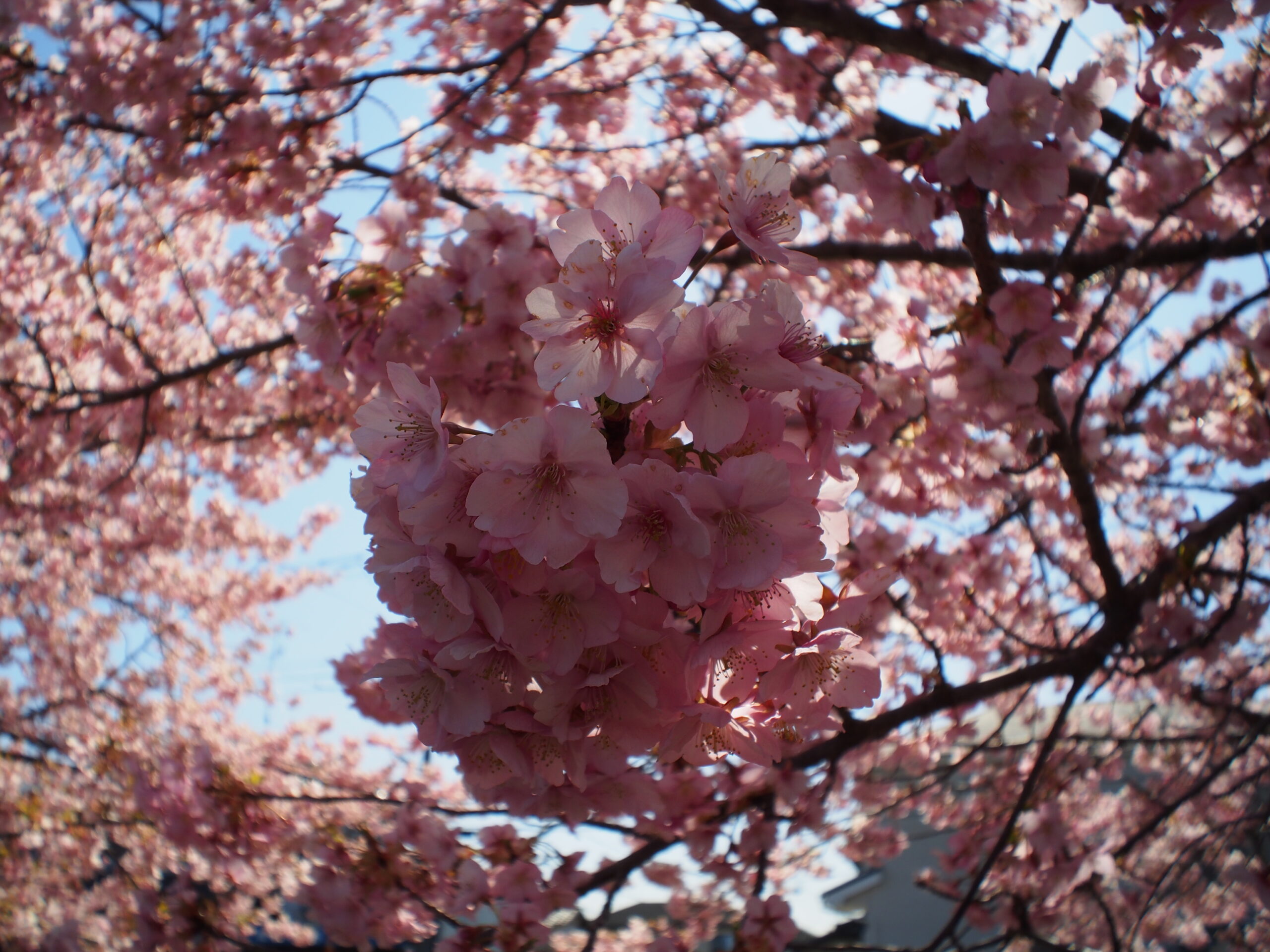 20240314_4_青毛堀川_河津桜