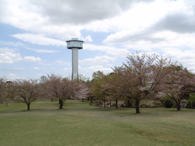 20240416_2_古代蓮の里_桜