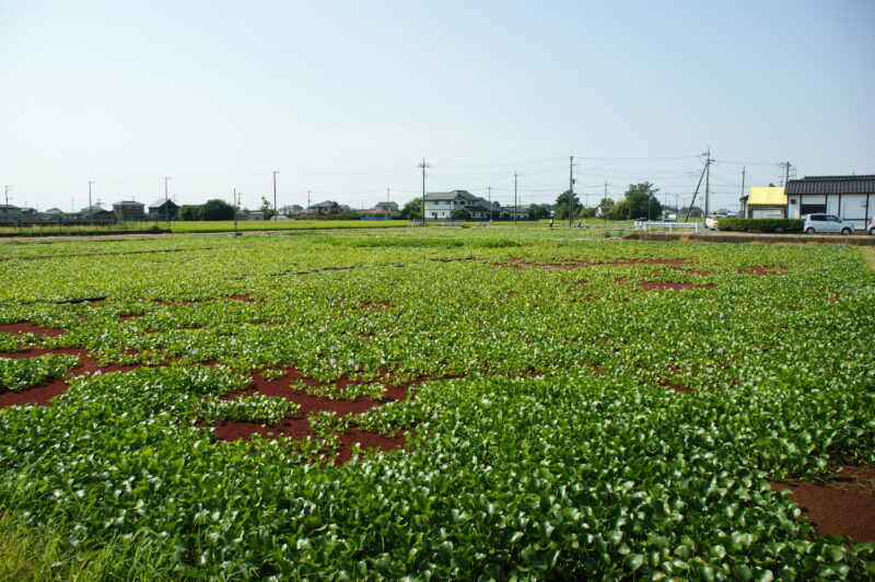 20240804_1_道の駅-童謡のふる里おおとね_ホテイアオイ