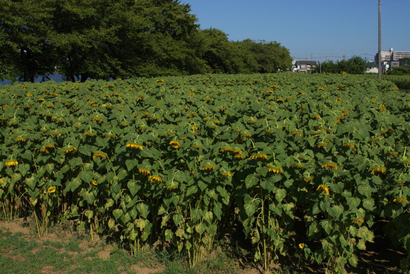 20240811_1_牛島古川公園II期ひまわり広場