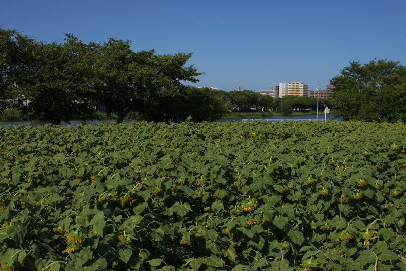 20240811_2_牛島古川公園II期ひまわり広場