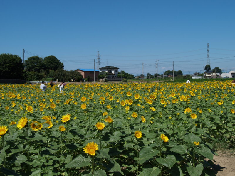 20240811_1_遠藤ファーム_ひまわり