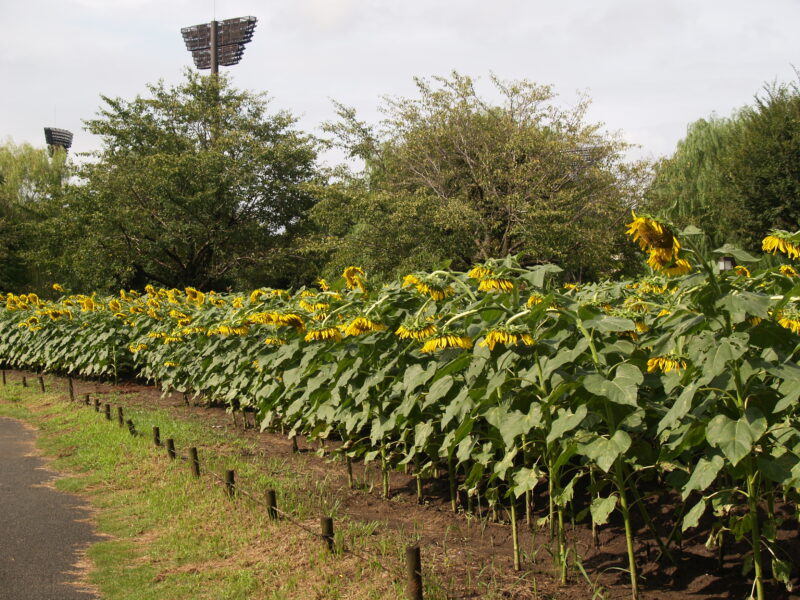 20240825_2_熊谷スポーツ文化公園_向日葵