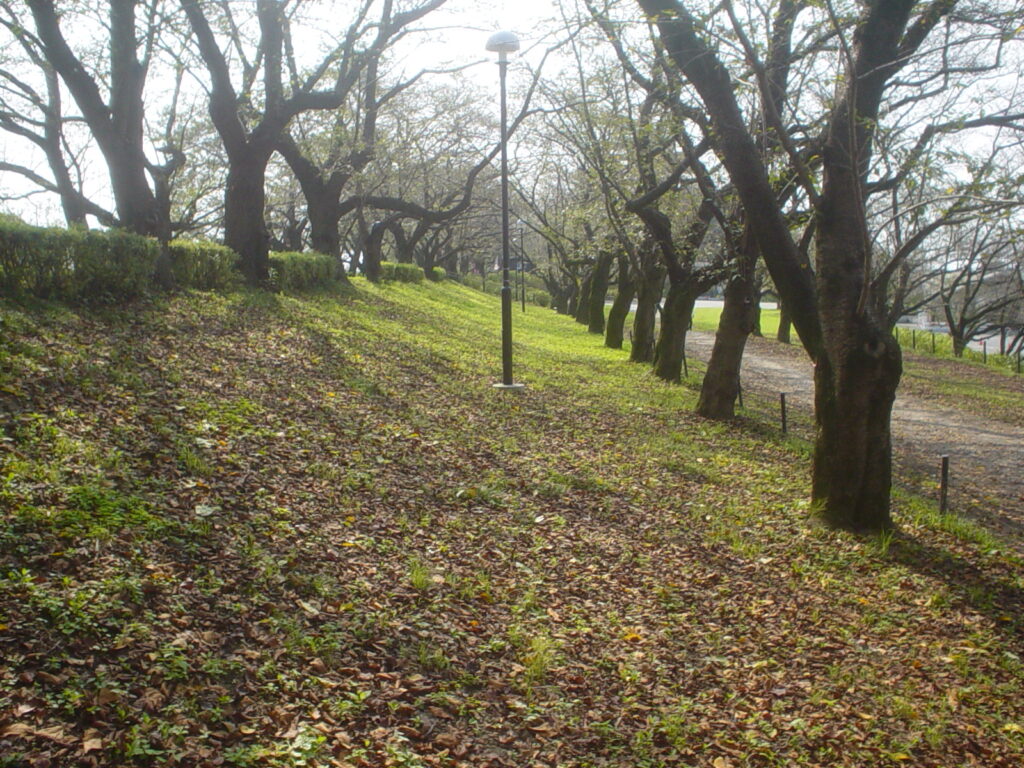 20240908_1_県営権現堂公園_彼岸花