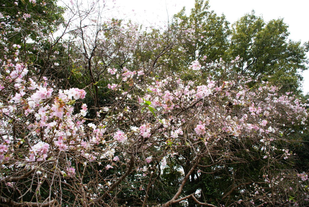 20231105_2_加須はなさき公園_冬桜