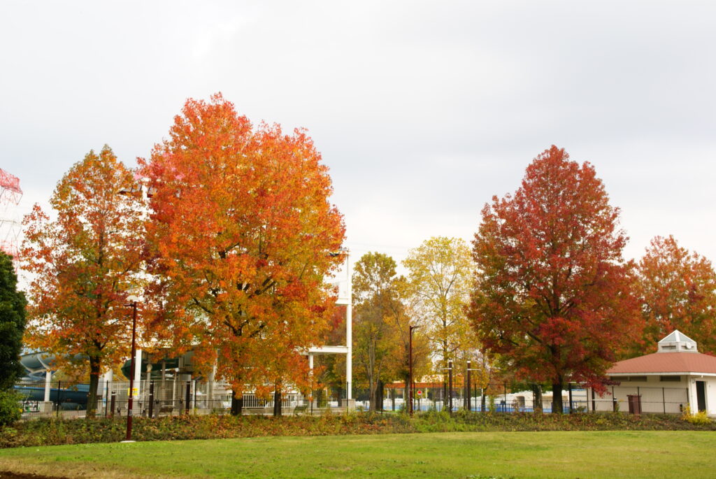 20231105_3_加須はなさき公園_紅葉