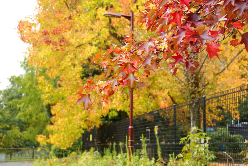 20231105_4_加須はなさき公園_紅葉