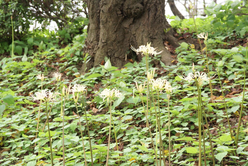 20240916_3_県営権現堂公園_彼岸花