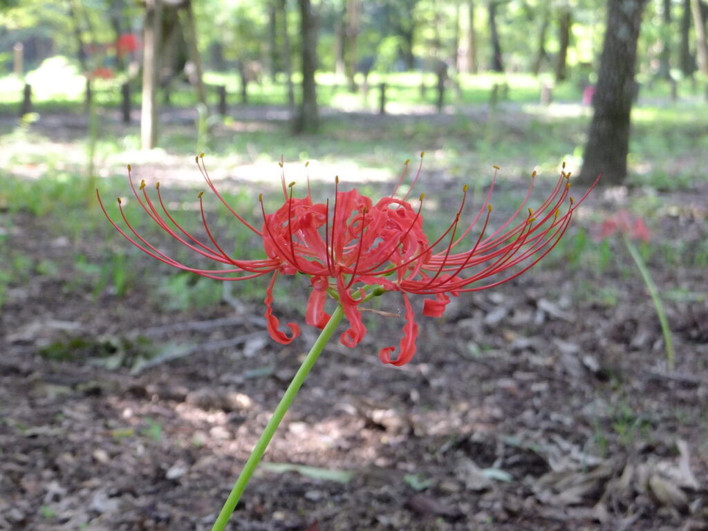 20240907_3_巾着田曼珠沙華公園_彼岸花