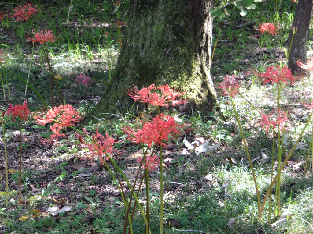 20240907_1_巾着田曼珠沙華公園_彼岸花