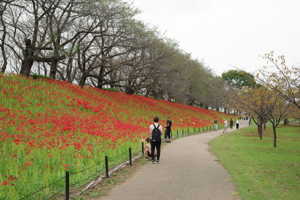 20240928_1_県営権現堂公園_彼岸花