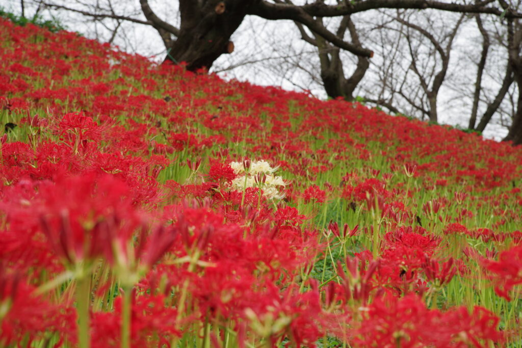 20240928_2_県営権現堂公園_彼岸花