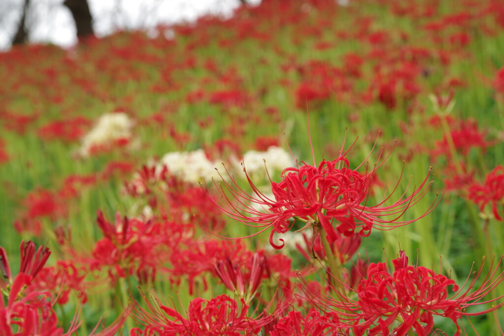 20240928_3_県営権現堂公園_彼岸花