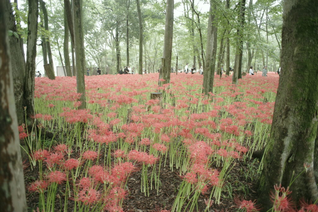 20240929_1_巾着田曼珠沙華公園_彼岸花