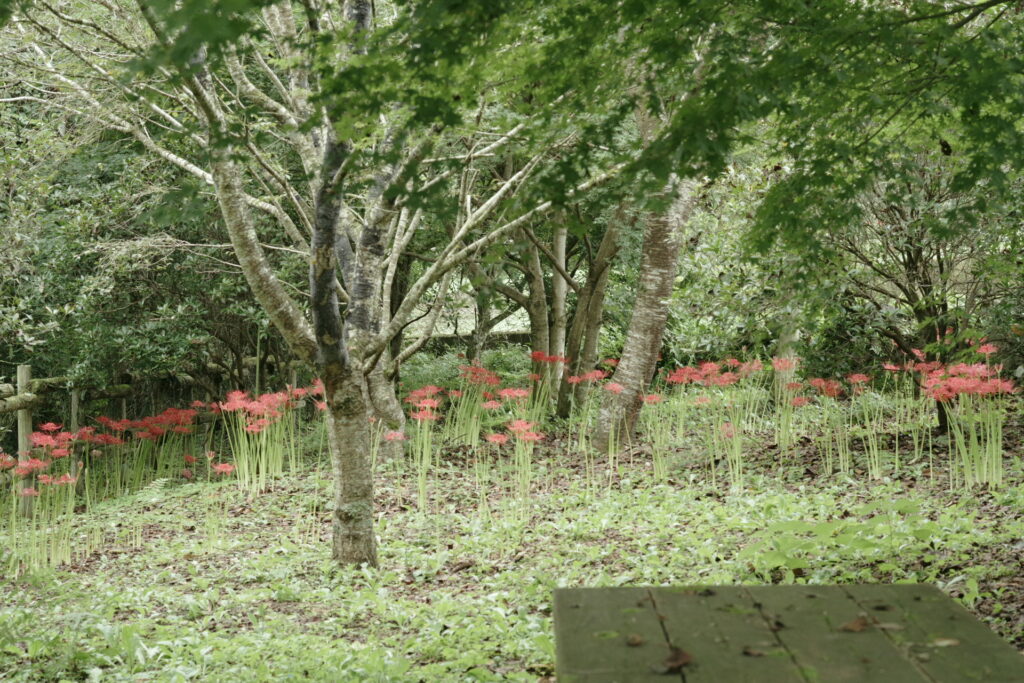 20240922_1_両神山麓花の郷_ダリア園_彼岸花