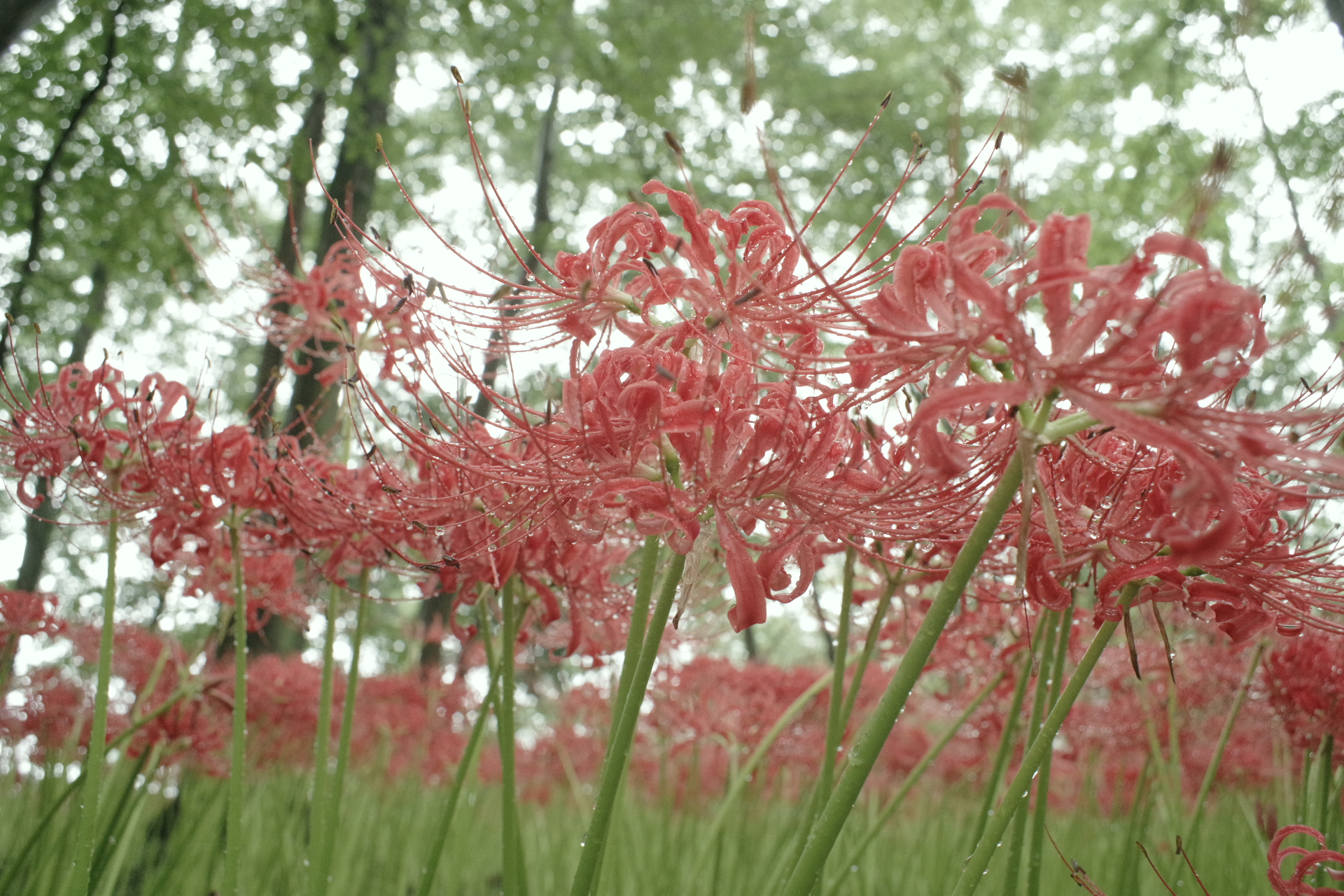 20240929_2_巾着田曼珠沙華公園_彼岸花