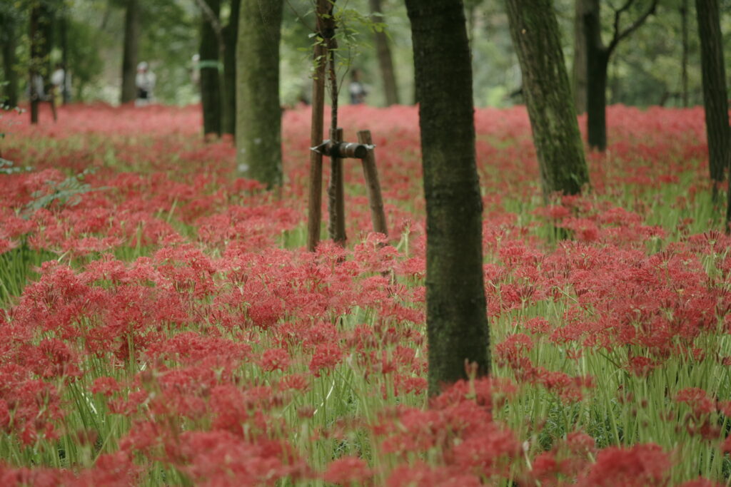 20240929_3_巾着田曼珠沙華公園_彼岸花