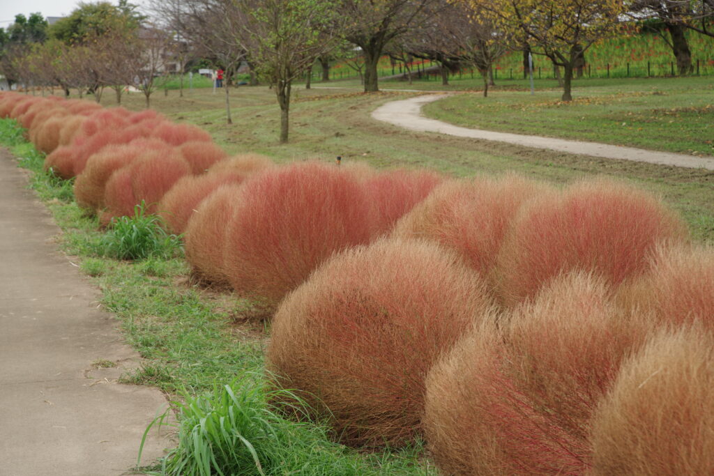 20240928_6_県営権現堂公園_コキア