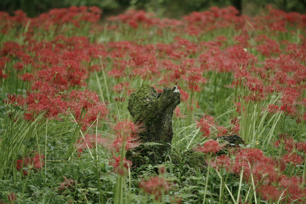 20240929_4_巾着田曼珠沙華公園_彼岸花