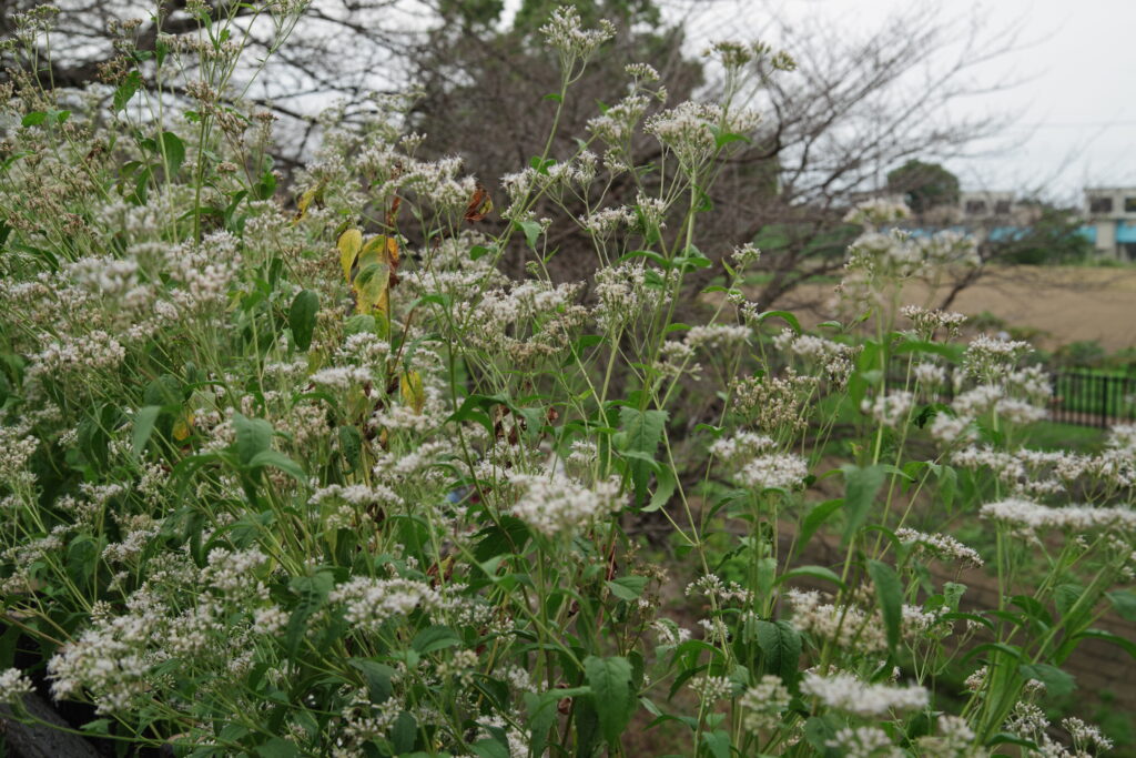 20240928_8_県営権現堂公園_藤袴