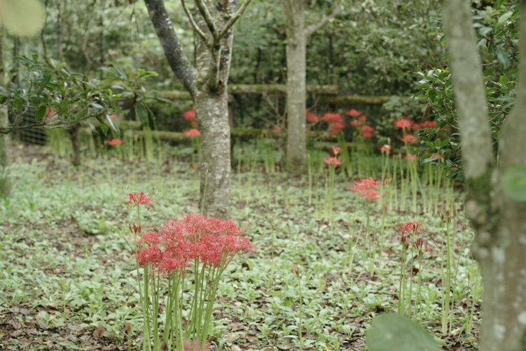 20240922_4_両神山麓花の郷_ダリア園_彼岸花