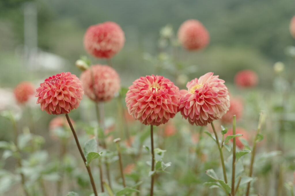 20240922_5_両神山麓花の郷_ダリア園