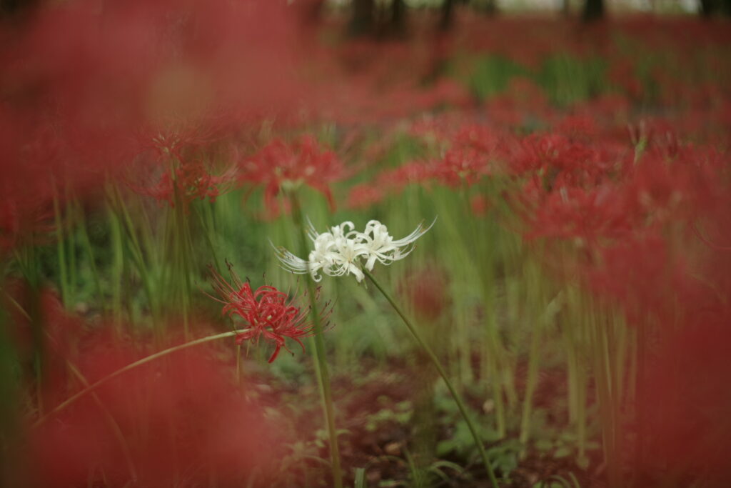 20240929_5_巾着田曼珠沙華公園_彼岸花