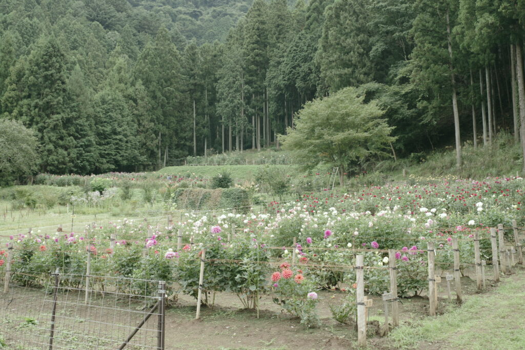 20240922_6_両神山麓花の郷_ダリア園