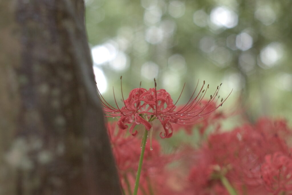 20240929_6_巾着田曼珠沙華公園_彼岸花