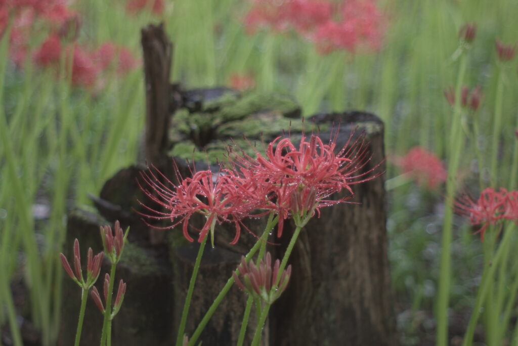 20240929_7_巾着田曼珠沙華公園_彼岸花