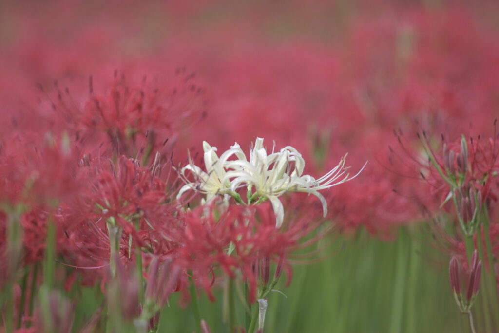 20240929_9_巾着田曼珠沙華公園_彼岸花