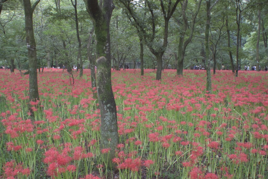 20240929_10_巾着田曼珠沙華公園_彼岸花